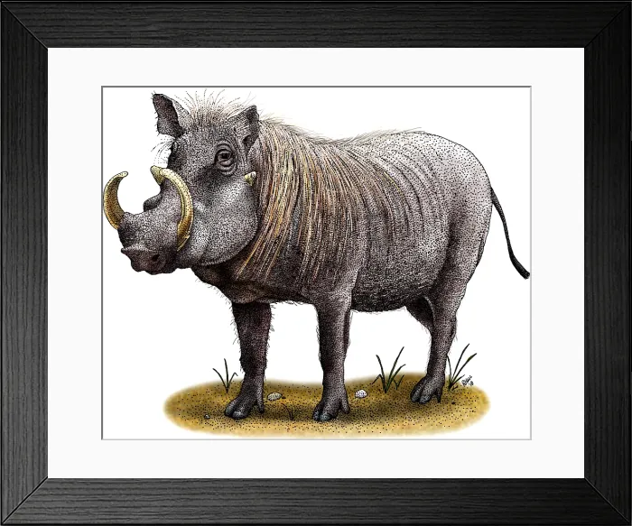 Framed Print : Warthog. Illustration of a Warthog (Phacochoerus africanus) Framed Print : Warthog. Illustration of a Warthog (Phacochoerus africanus)