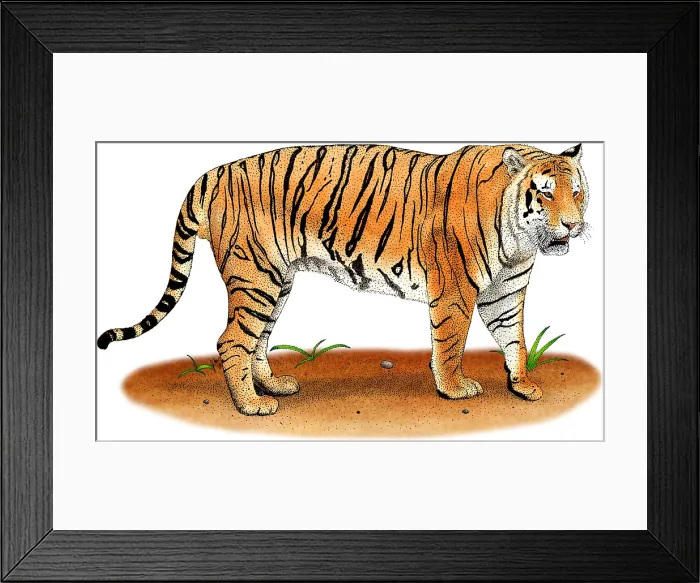 Framed Print : Bengal Tiger Framed Print : Bengal Tiger