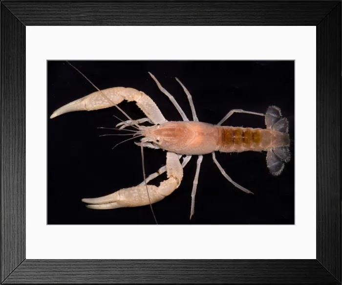 Framed Print : Miami Cave Crayfish Framed Print : Miami Cave Crayfish