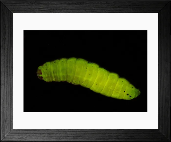 Framed Print : Dead Moth Grub Framed Print : Dead Moth Grub