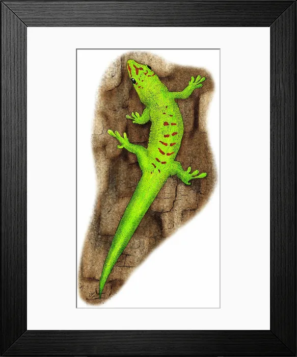 Framed Print : Giant Day Gecko Framed Print : Giant Day Gecko