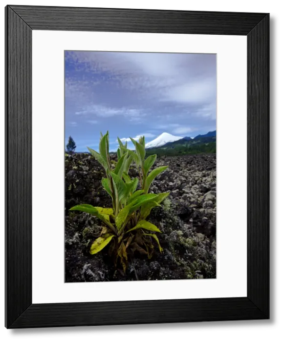 Framed Print : Lava and Villa Rica Volcano