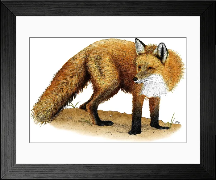 Framed Print : Red Fox, (Vulpes vulpes) Framed Print : Red Fox, (Vulpes vulpes)