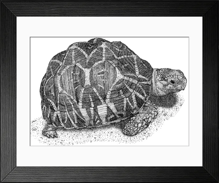 Framed Print : Indian Star Tortoise Framed Print : Indian Star Tortoise