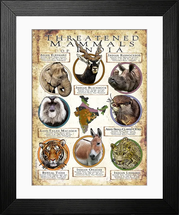 Framed Print : Threatened Mammals of India