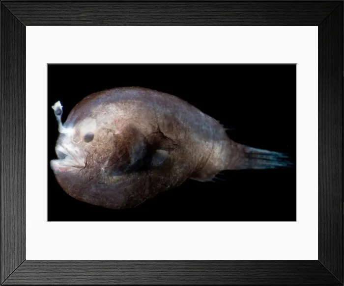 Framed Print : Dreamer, Oneirodidae Framed Print : Dreamer, Oneirodidae