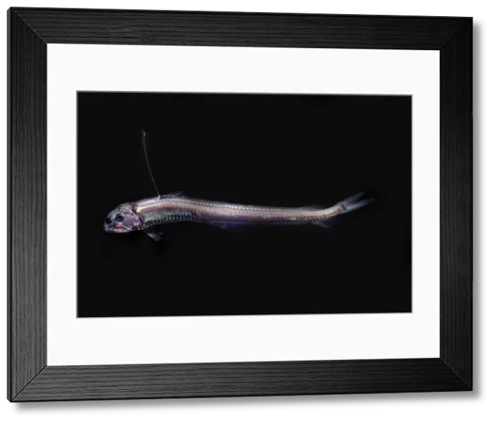 Framed Print : Sloane's Viperfish Framed Print : Sloane's Viperfish