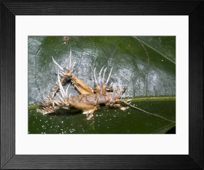 Framed Print : Parasitic Fungus Framed Print : Parasitic Fungus
