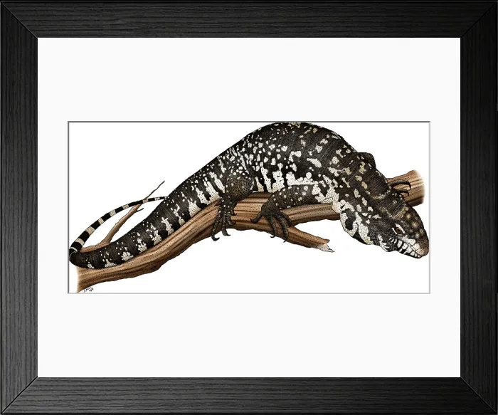 Framed Print : Argentine Giant Tegu