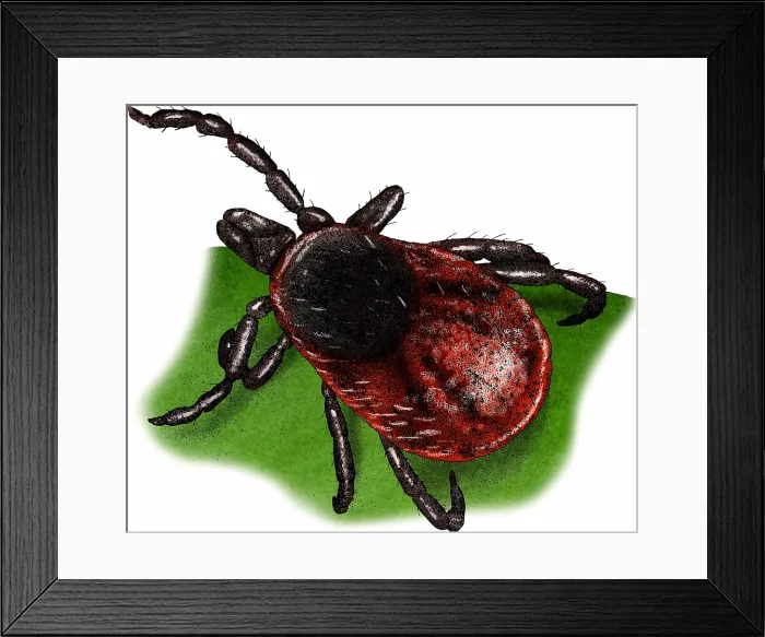 Framed Print : Western Black Leg Tiick Framed Print : Western Black Leg Tiick