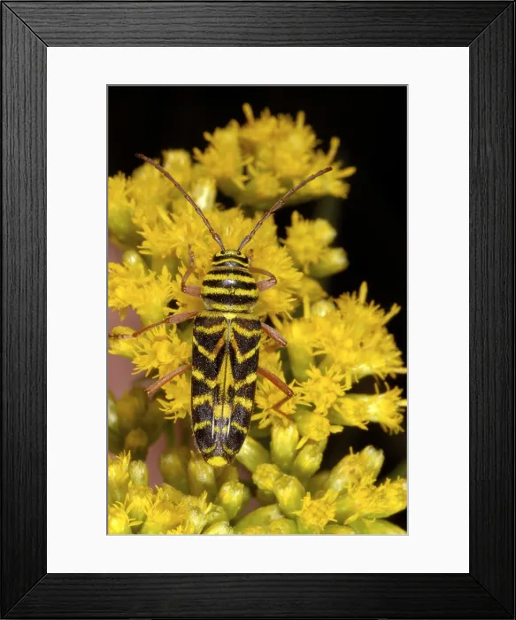Framed Print : Locust borer beetle Framed Print : Locust borer beetle
