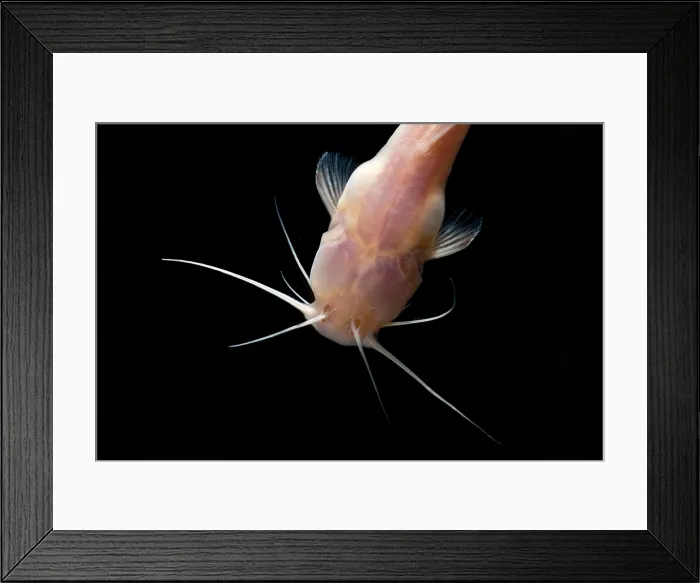 Framed Print : Chinese Blindcat (Xiurenbagrus dorsalis) Framed Print : Chinese Blindcat (Xiurenbagrus dorsalis)