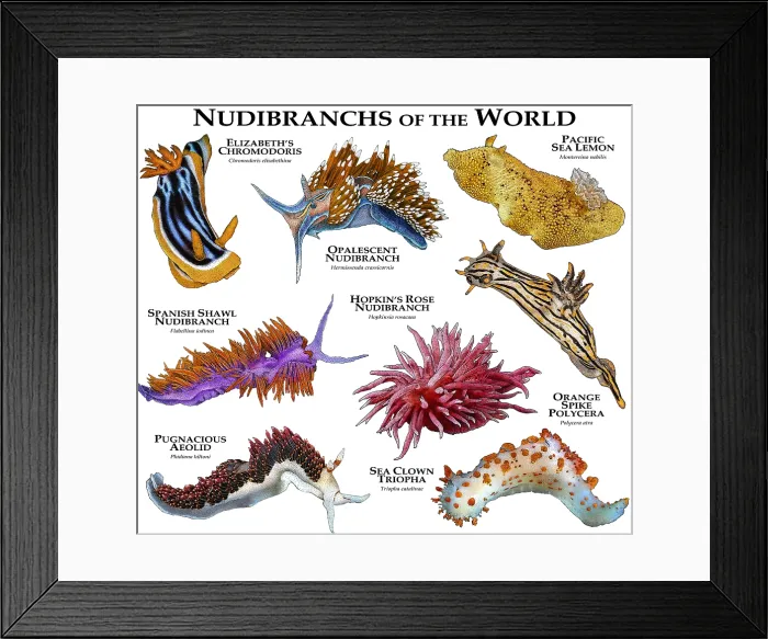 Framed Print : Nudibranches of the World Framed Print : Nudibranches of the World
