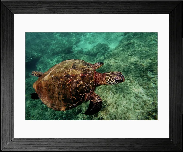 Framed Print : Green Sea Turtle (Chelonia mydas) Framed Print : Green Sea Turtle (Chelonia mydas)