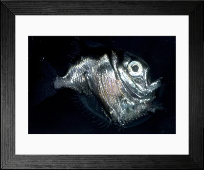 Framed Print : Deep Sea Hatchetfish Framed Print : Deep Sea Hatchetfish