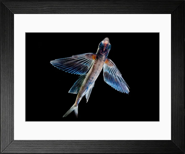 Framed Print : Spotfin Flyingfish Framed Print : Spotfin Flyingfish