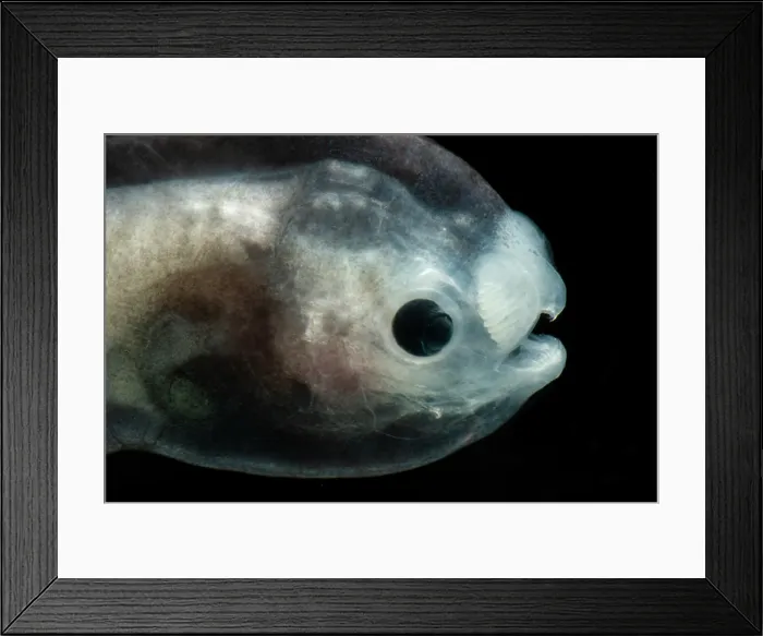 Framed Print : Larval Male Anglerfish Framed Print : Larval Male Anglerfish