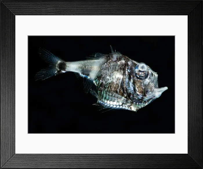 Framed Print : Half-naked Hatchetfish (Argyropelecus hemigymnus) Framed Print : Half-naked Hatchetfish (Argyropelecus hemigymnus)