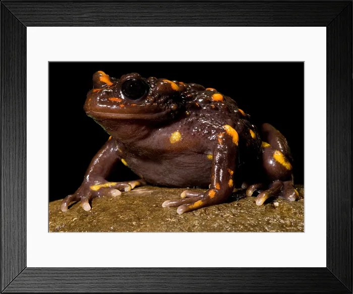 Framed Print : Chilean mountains false toad Framed Print : Chilean mountains false toad