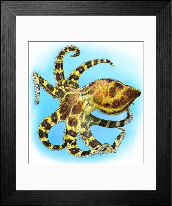 Framed Print : Blue Ringed Octopus Framed Print : Blue Ringed Octopus