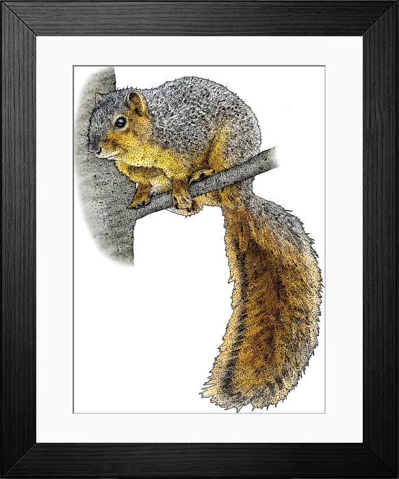 Framed Print : Fox Squirrel Framed Print : Fox Squirrel