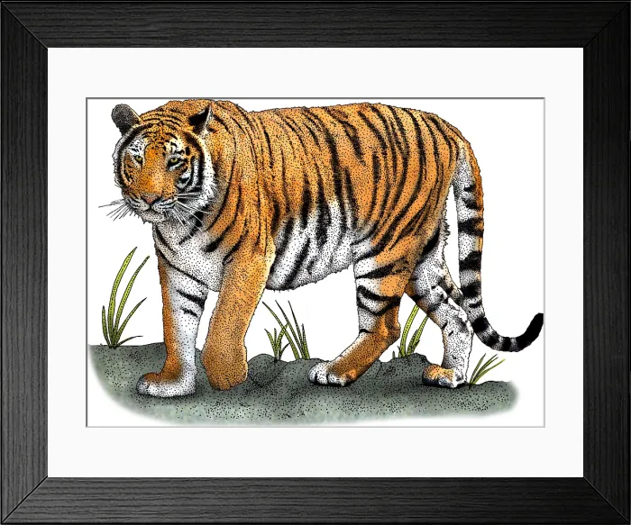 Framed Print : Bengal Tiger