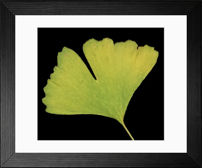 Framed Print : Ginkgo Leaf Framed Print : Ginkgo Leaf
