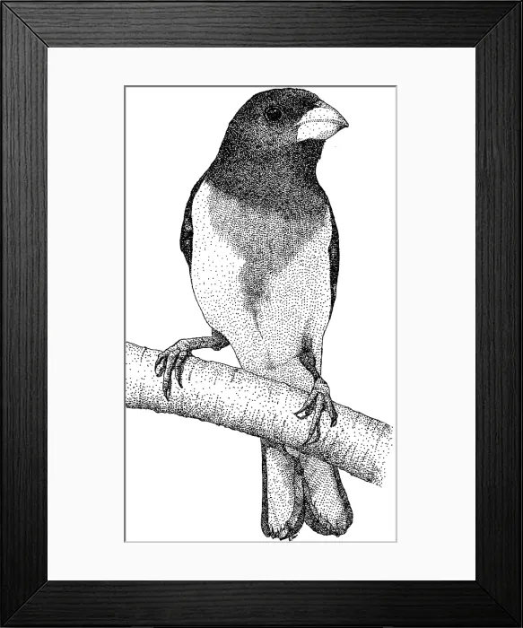 Framed Print : Rose Breasted Grosbeak Framed Print : Rose Breasted Grosbeak