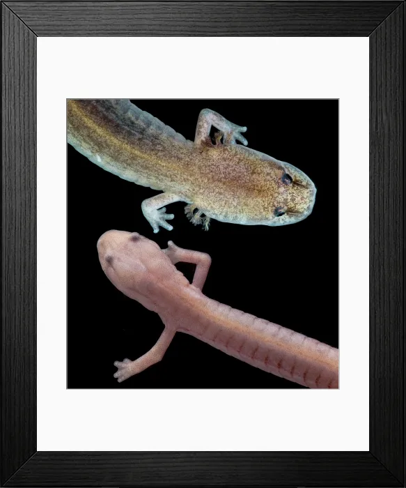 Framed Print : Grotto Salamander, Eurycea spelaea