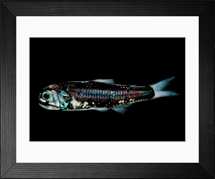 Framed Print : Blunt-face Lampfish