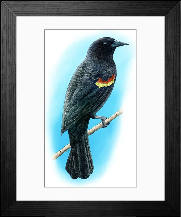 Framed Print : Red-Winged Blackbird