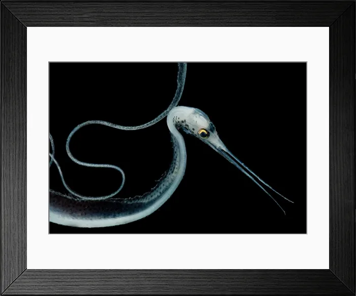 Framed Print : Slender Snipe Eel
