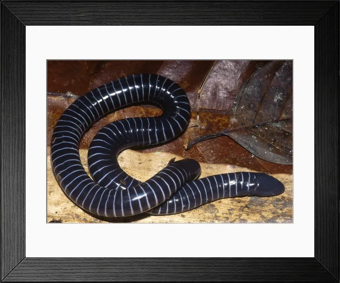 Framed Print : Caecilian. South American caecilian (Siphonops annulatus) near the Rio Framed Print : Caecilian. South American caecilian (Siphonops annulatus) near the Rio