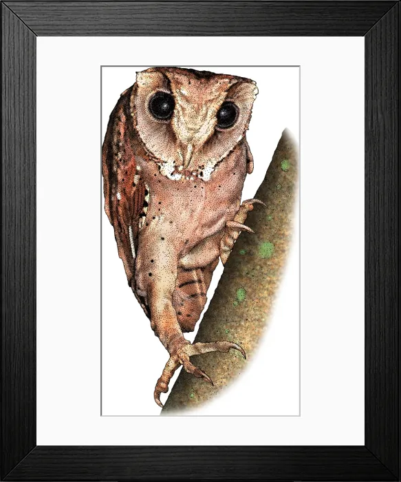 Framed Print : Oriental bay owl