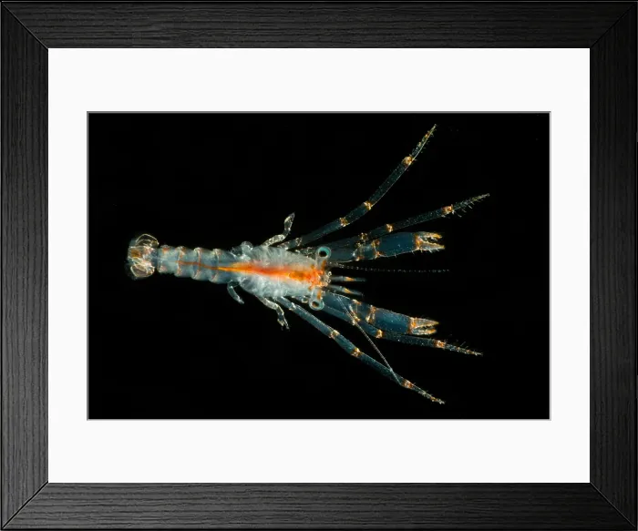 Framed Print : Larval Crustacean