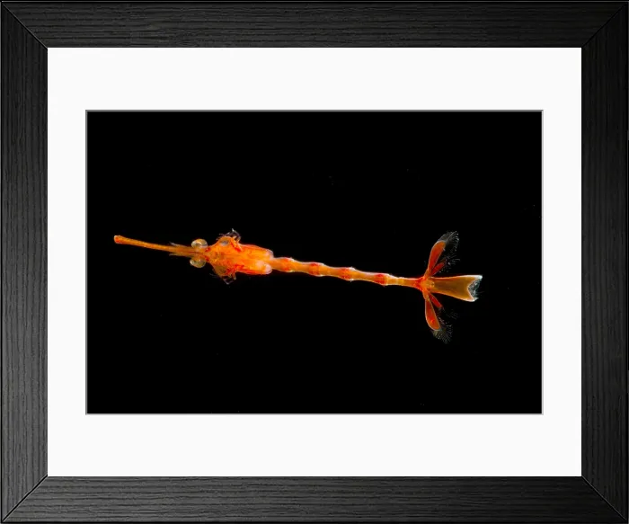 Framed Print : Larval Shrimp Framed Print : Larval Shrimp