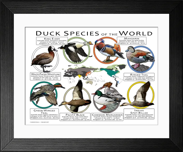 Framed Print : Duck Species of the World