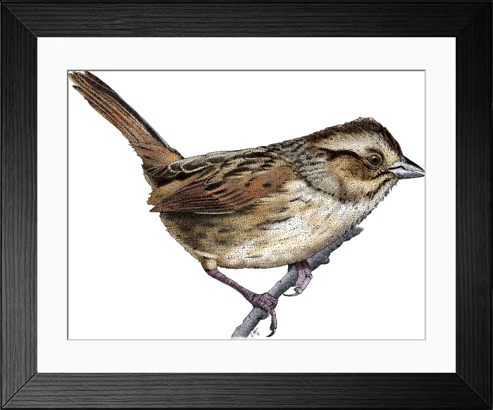 Framed Print : Swamp Sparrow Framed Print : Swamp Sparrow