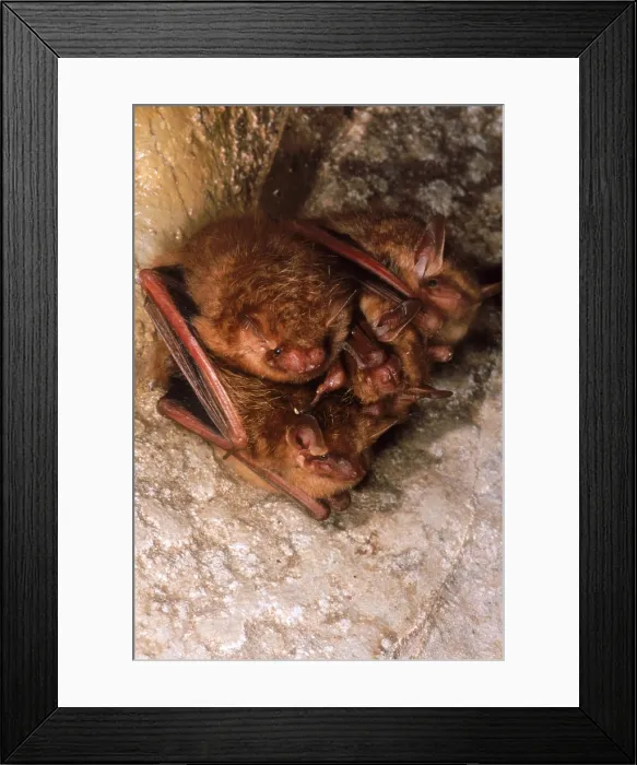Framed Print : Eastern Pipistrelle Bats