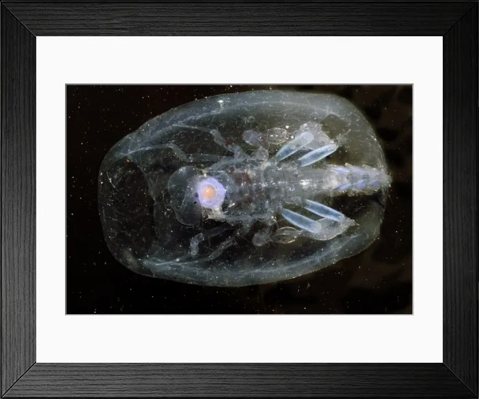 Framed Print : Phronima. This species of Phronima, an amphipod crustacean, has hollowed out Framed Print : Phronima. This species of Phronima, an amphipod crustacean, has hollowed out