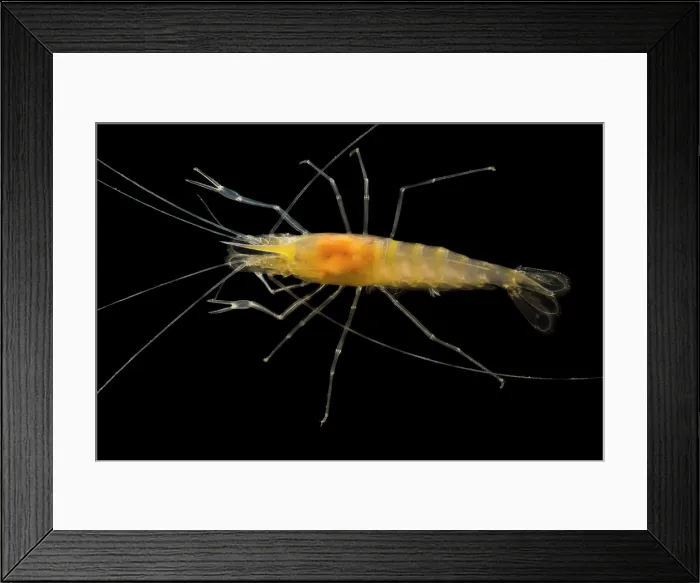 Framed Print : Blind Cave Prawn (Macrobrachium sp.) Framed Print : Blind Cave Prawn (Macrobrachium sp.)