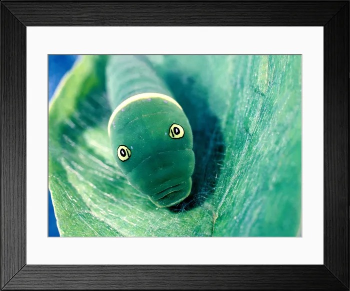 Framed Print : Swallowtail caterpillar Framed Print : Swallowtail caterpillar