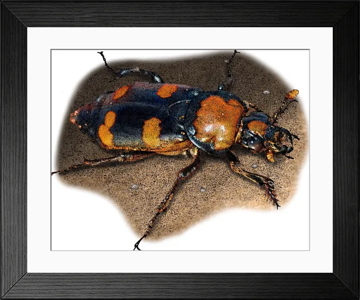 Framed Print : American Burying Beetle, Illustration