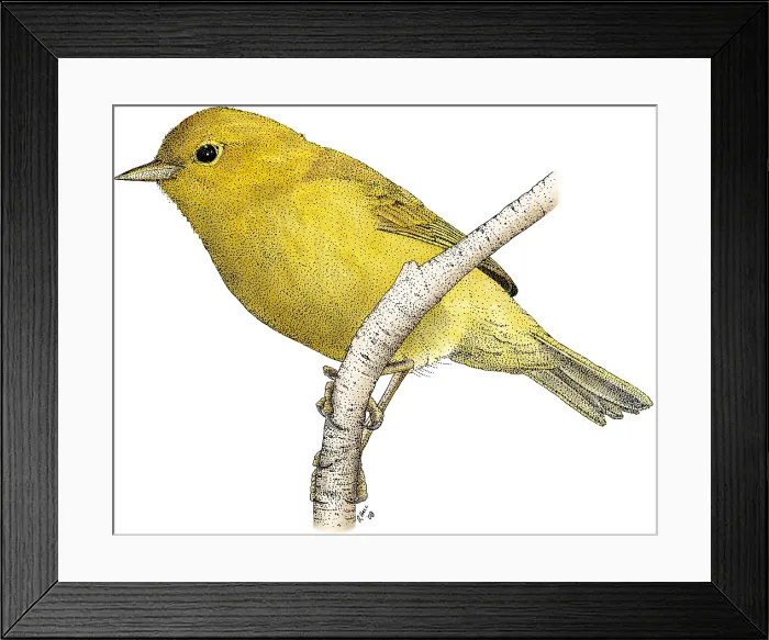 Framed Print : Orange-crowned Warbler Framed Print : Orange-crowned Warbler