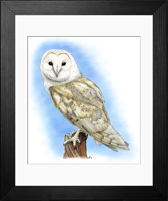 Framed Print : Barn Owl, (Tyto alba) Framed Print : Barn Owl, (Tyto alba)