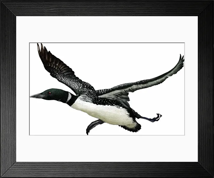 Framed Print : Common loon Framed Print : Common loon