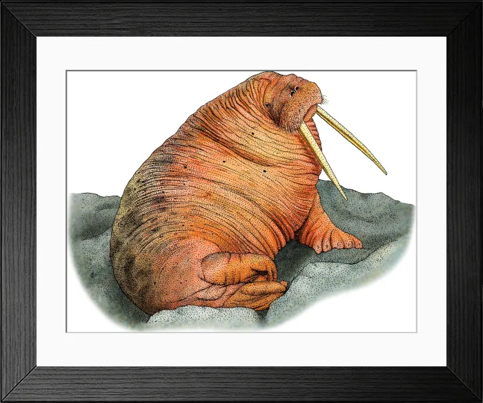 Framed Print : Pacific Walrus Framed Print : Pacific Walrus