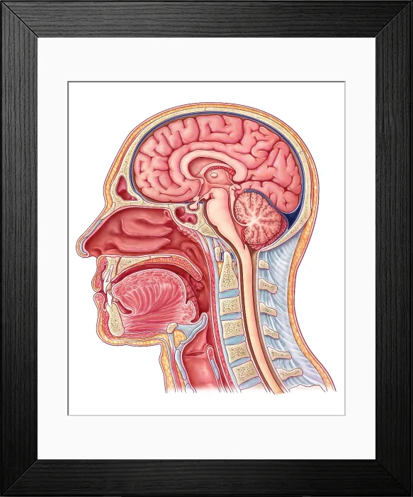 Framed Print : Midsagittal Section, Illustration Framed Print : Midsagittal Section, Illustration