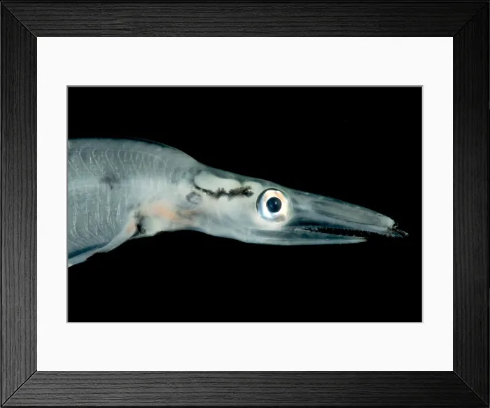 Framed Print : Larval Eel (Faciollela sp.) Framed Print : Larval Eel (Faciollela sp.)
