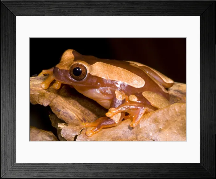 Framed Print : Clown Tree Frog Framed Print : Clown Tree Frog